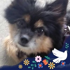 Meet your Posher, Charles